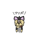 臆病なヨーキー（個別スタンプ：14）