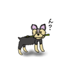 臆病なヨーキー（個別スタンプ：17）