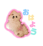 マルチーズのアンジュ君（個別スタンプ：1）