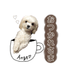 マルチーズのアンジュ君（個別スタンプ：3）