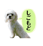 マルチーズのアンジュ君（個別スタンプ：4）