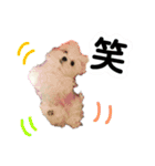 マルチーズのアンジュ君（個別スタンプ：6）