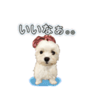 マルチーズのアンジュ君（個別スタンプ：8）