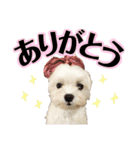 マルチーズのアンジュ君（個別スタンプ：9）