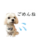 マルチーズのアンジュ君（個別スタンプ：10）