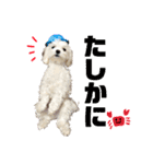 マルチーズのアンジュ君（個別スタンプ：16）