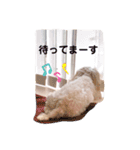 ミックス犬 もかちゃん 2 ☆ 実写（個別スタンプ：2）