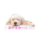 ミックス犬 もかちゃん 2 ☆ 実写（個別スタンプ：4）