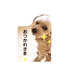 ミックス犬 もかちゃん 2 ☆ 実写（個別スタンプ：5）