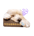 ミックス犬 もかちゃん 2 ☆ 実写（個別スタンプ：12）