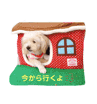 ミックス犬 もかちゃん 2 ☆ 実写（個別スタンプ：16）