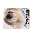 ミックス犬 もかちゃん 2 ☆ 実写（個別スタンプ：20）