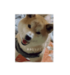 こむぎの感情スタンプ（個別スタンプ：5）