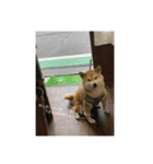 こむぎの感情スタンプ（個別スタンプ：6）