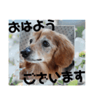 はなのスタンプの巻2（個別スタンプ：1）