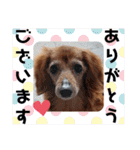 はなのスタンプの巻2（個別スタンプ：4）