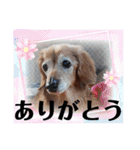 はなのスタンプの巻2（個別スタンプ：7）