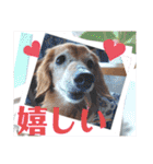 はなのスタンプの巻2（個別スタンプ：8）