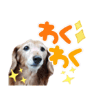 はなのスタンプの巻2（個別スタンプ：17）