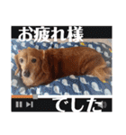 はなのスタンプの巻2（個別スタンプ：19）
