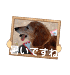 はなのスタンプの巻2（個別スタンプ：37）