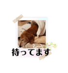 はなのスタンプの巻2（個別スタンプ：38）