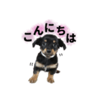 チクワstamp（個別スタンプ：8）