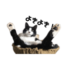 「猫」みーちゃんシリーズ（個別スタンプ：1）