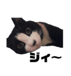 「猫」みーちゃんシリーズ（個別スタンプ：2）