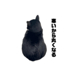 「猫」みーちゃんシリーズ（個別スタンプ：3）