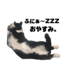 「猫」みーちゃんシリーズ（個別スタンプ：4）