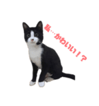 「猫」みーちゃんシリーズ（個別スタンプ：5）