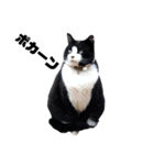 「猫」みーちゃんシリーズ（個別スタンプ：7）