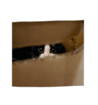 「猫」みーちゃんシリーズ（個別スタンプ：8）