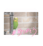 ぽぽたろさまスタンプ（個別スタンプ：4）