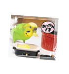 ぽぽたろさまスタンプ（個別スタンプ：5）