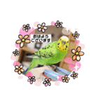 ぽぽたろさまスタンプ（個別スタンプ：13）