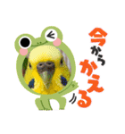 ぽぽたろさまスタンプ（個別スタンプ：16）