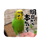 ぽぽたろさまスタンプ（個別スタンプ：24）