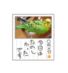 ぽぽたろさまスタンプ（個別スタンプ：25）