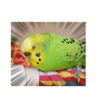 ぽぽたろさまスタンプ（個別スタンプ：32）