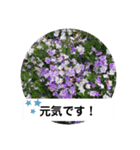 花の画像スタンプ（個別スタンプ：7）