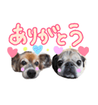 可愛い犬パグのてつお＆パピヨンのせつこ（個別スタンプ：3）