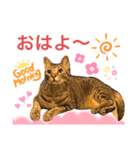 ナイルくんだよ（個別スタンプ：1）