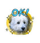 Scooby's line sticker！（Dog）イヌ（個別スタンプ：1）
