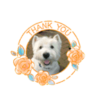 Scooby's line sticker！（Dog）イヌ（個別スタンプ：2）