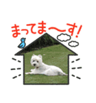 Scooby's line sticker！（Dog）イヌ（個別スタンプ：3）