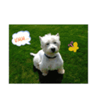 Scooby's line sticker！（Dog）イヌ（個別スタンプ：5）