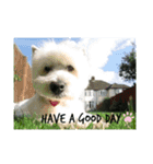 Scooby's line sticker！（Dog）イヌ（個別スタンプ：6）