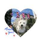 Scooby's line sticker！（Dog）イヌ（個別スタンプ：7）